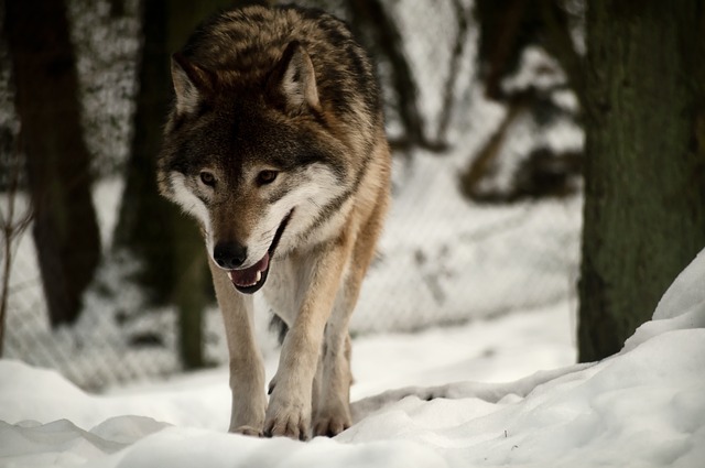 vlk na sněhu